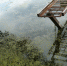 pond-2724228_1920.jpg - Газета Сергиевские ведомости