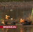 Нашествие красных уток случилось на пруду в центре Сергиева Посада - Regions.Ru